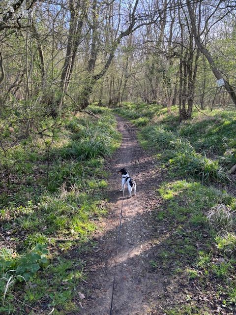 Friars Wood in the Spring